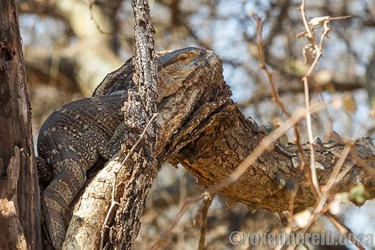 Leguaan, Kruger National Park