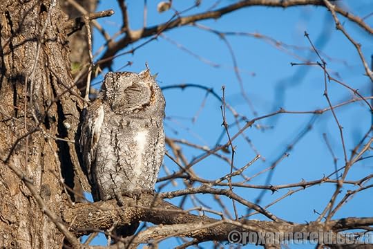 African scops owl, Kruger National Park