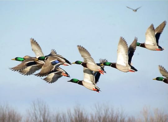 mallard-duck-migration