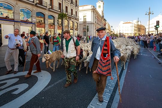 spain sheep parade