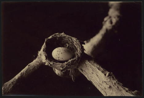 Nest of the lemon-breasted flycatcher / Archibald James Campbell