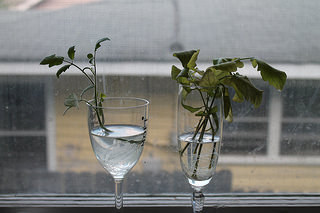 tomato cuttings