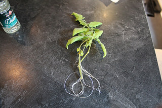 tomato cutting
