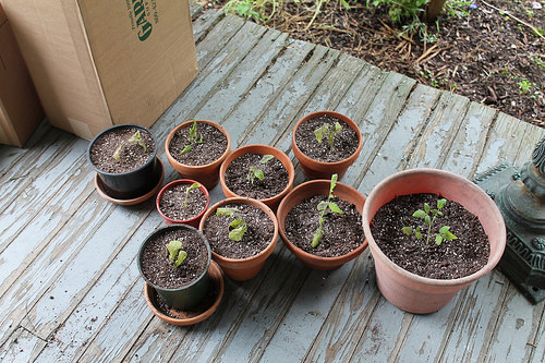 transplanted tomato cuttings