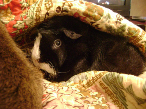 Thaddeus cannot be coaxed out by cheese logs. Also, he will not be drinking by your pool or becoming anyone’s de facto drunk babysitter. Ever.