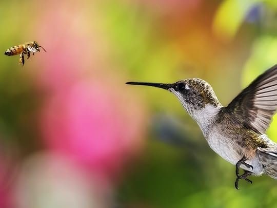 BeeAndHummingbird1