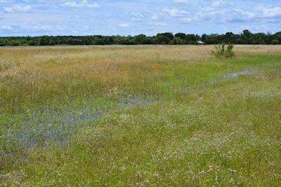 Dry-woods-swale-5-30-15
