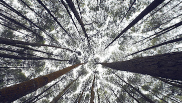 trust your people carrie contey