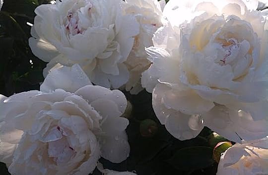 peonies