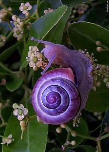 purple snail