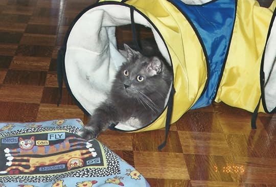 Mr. Meow in his