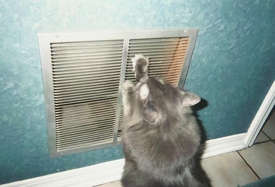 Strumming the vent with his paws