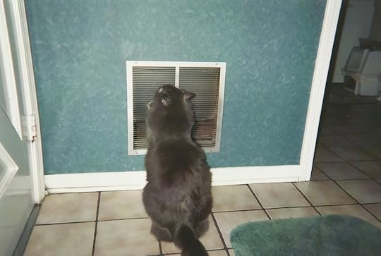 Maestro Meow