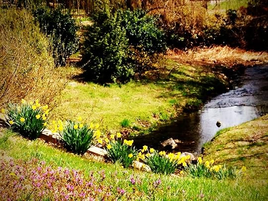 Daffies by a Creek