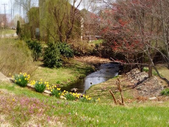 Expanded view of creekside daffies