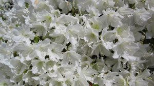 IMG_3086 flower 10