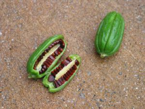 seeds by Peter Kaminski