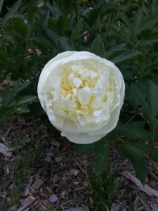 Peony