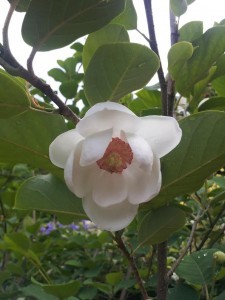 M sieboldii