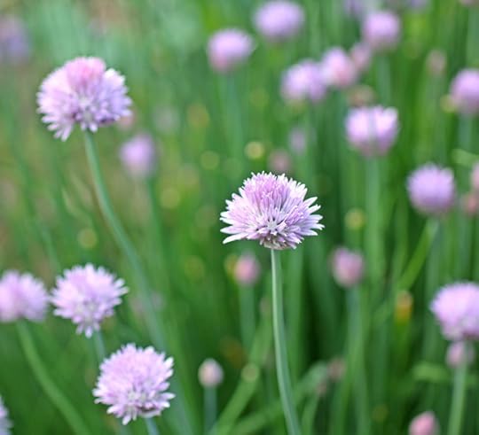 Flowering Chives