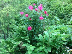 photo 2 (3)