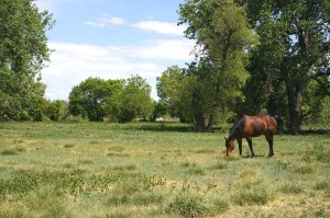 A Horse In A Pasture.
