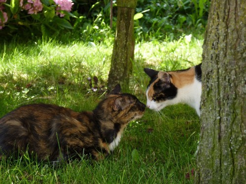 transmittable-diseases-in-cats
