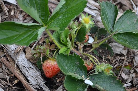 first-strawberries