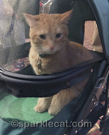 My human never did catch his name