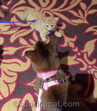 I didn't even meow or hiss!