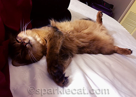 My human was tired too!