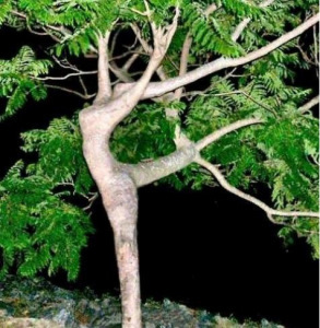 tree woman