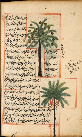Coconut and palm trees
