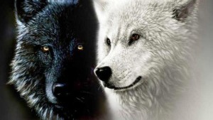 wolf