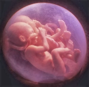 twins-in-womb