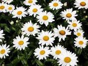 Daisies