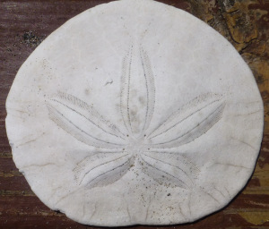 SAND DOLLAR 1