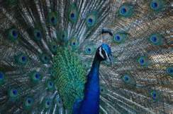peacock