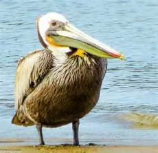 pelican blog