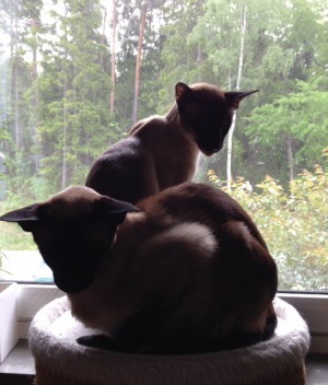 Katterna filosoferar. (och hatar att bli fotade)