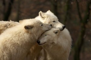 wolves