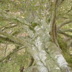 angled beech