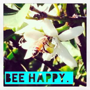 Bee Happy 1