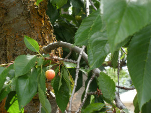 cherry