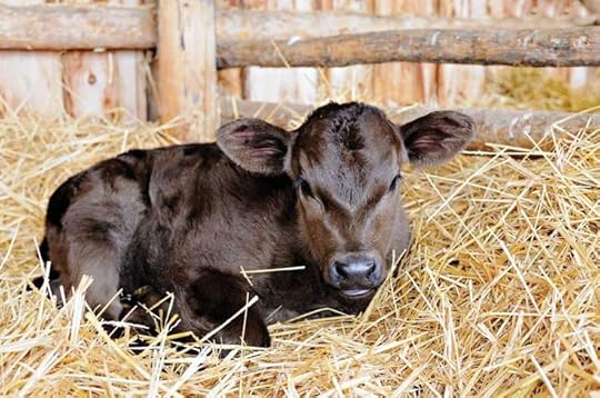 a new born calf - Google Search