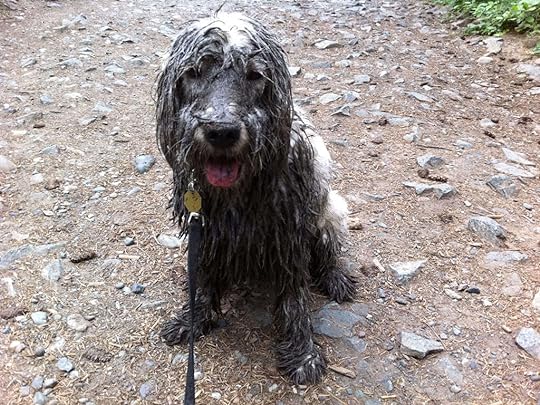 muddy dog photo: Muddy Dog MuddyDog1024x768.jpg