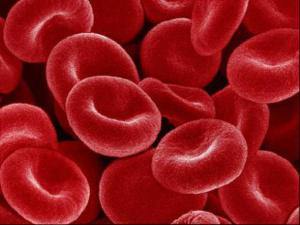 red blood cells