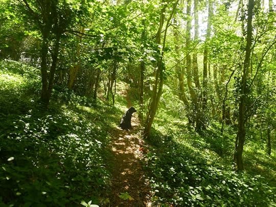 Woodland 1