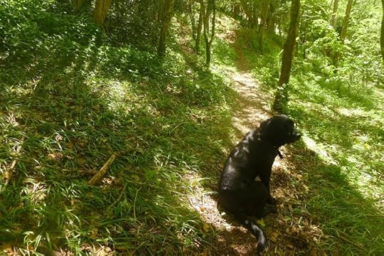 Woodland 2