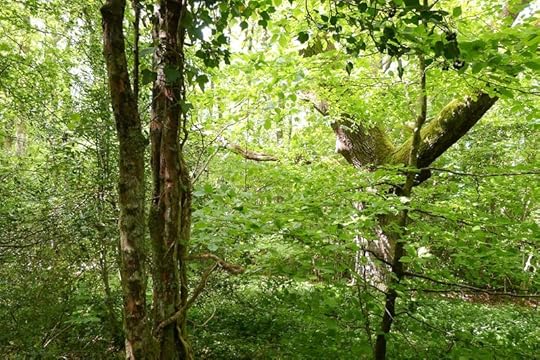 Woodland 3
